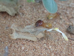 Microhodotermes viator