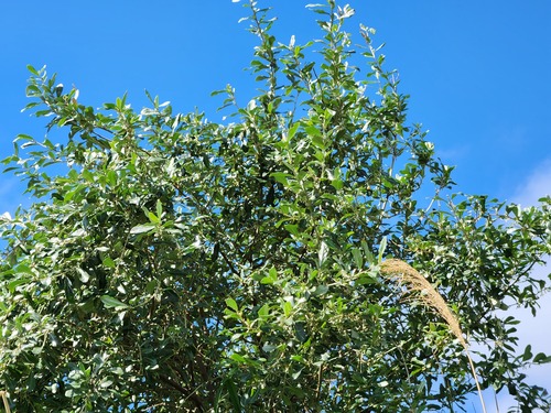 Elaeagnus oldhamii