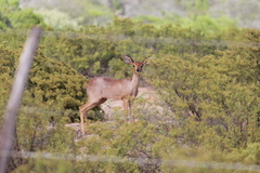 Raphicerus campestris campestris