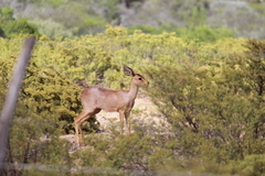 Raphicerus campestris campestris