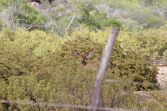 Raphicerus campestris campestris