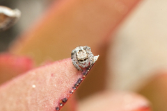 Maratus albus