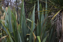 Ichneutica steropastis