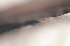 Karusasaurus polyzonus