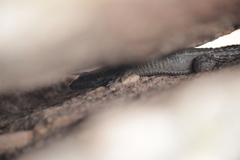 Karusasaurus polyzonus