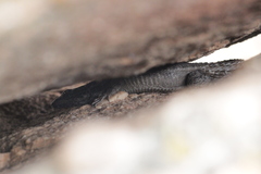 Karusasaurus polyzonus