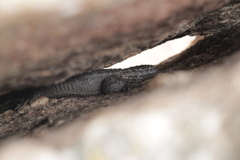 Karusasaurus polyzonus