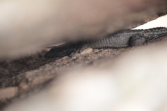 Karusasaurus polyzonus