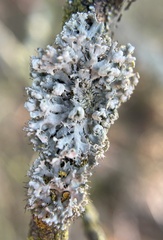 Fungi