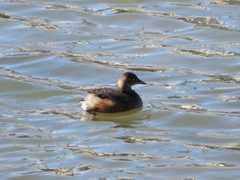 Tachybaptus ruficollis