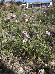 Erucaria hispanica