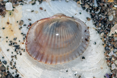 Cardiidae