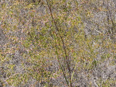 Erica labialis