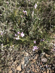 Erucaria hispanica