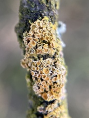 Fungi