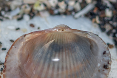 Cardiidae