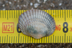 Cardiidae