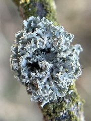 Fungi