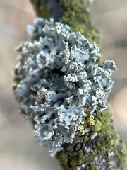 Fungi