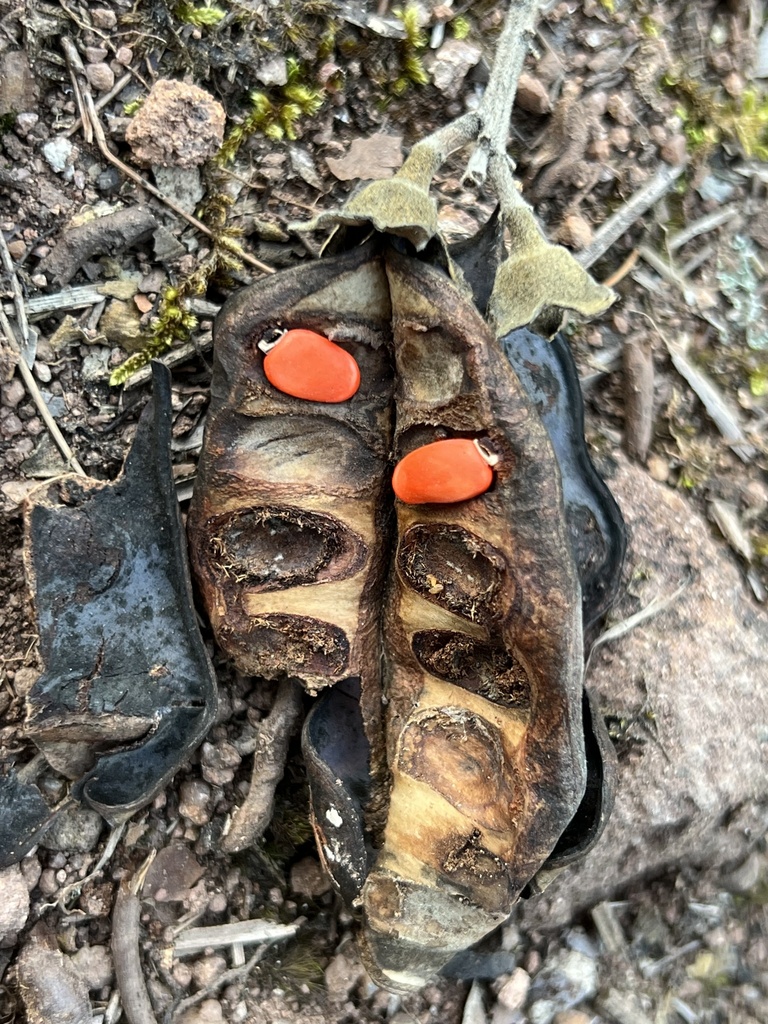 Ormosia henryi
