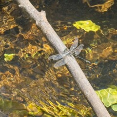 Eusynthemis brevistyla
