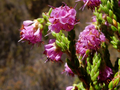 Erica labialis
