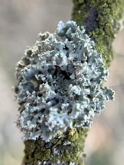 Fungi