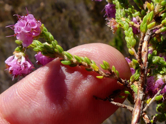 Erica labialis
