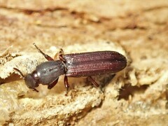 Bothrideridae