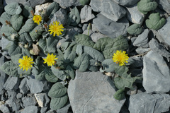 Crepis pygmaea