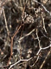 Spiraea dasyantha