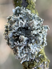 Fungi