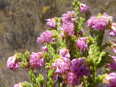 Erica labialis