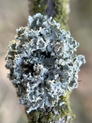 Fungi