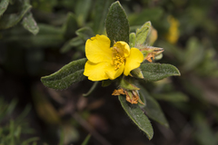 Hibbertia commutata