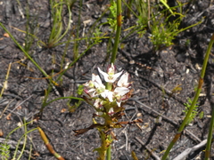 Disa bivalvata
