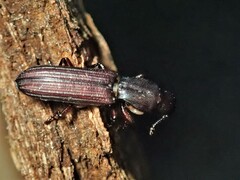 Bothrideridae