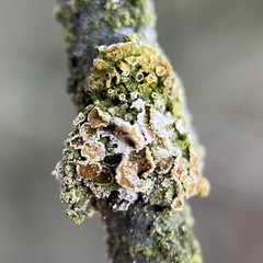 Fungi