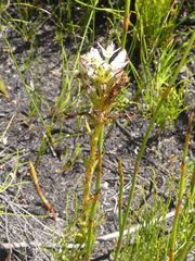 Disa bivalvata