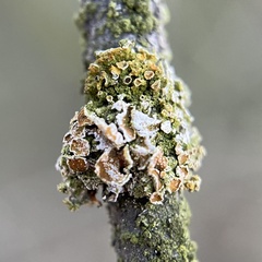 Fungi