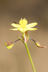 Tricoryne elatior