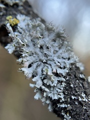 Fungi