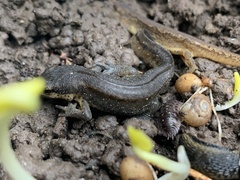 Lissotriton