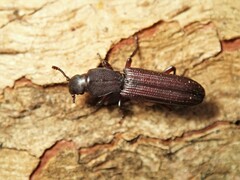 Bothrideridae