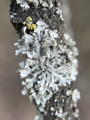 Fungi