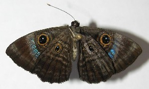 Mesosemia albipuncta