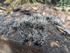 Xylaria filiformis