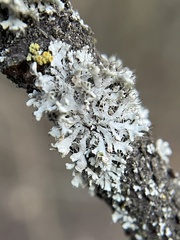 Fungi