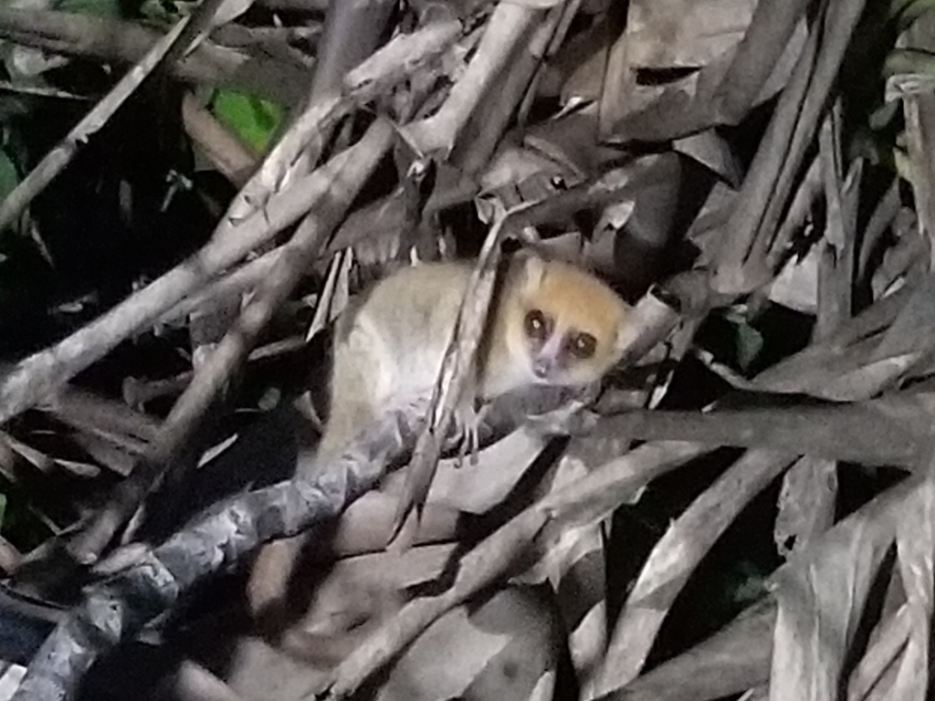 Simmons' Mouse Lemur