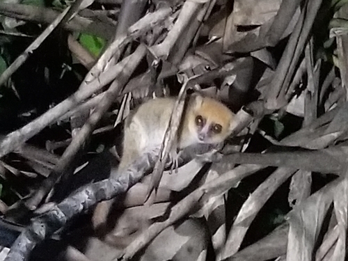 Simmons' Mouse Lemur